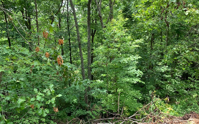 Lot 50a Eagles View Property Photo 15