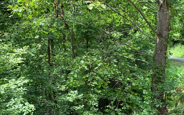 Lot 50a Eagles View Property Photo 17