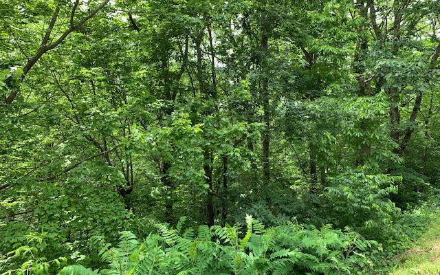 Lot 50a Eagles View Property Photo 20