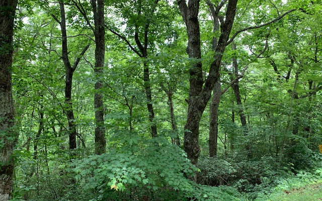 Lot 50a Eagles View Property Photo 22