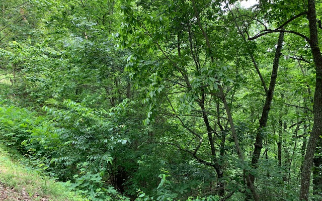Lot 50a Eagles View Property Photo 23