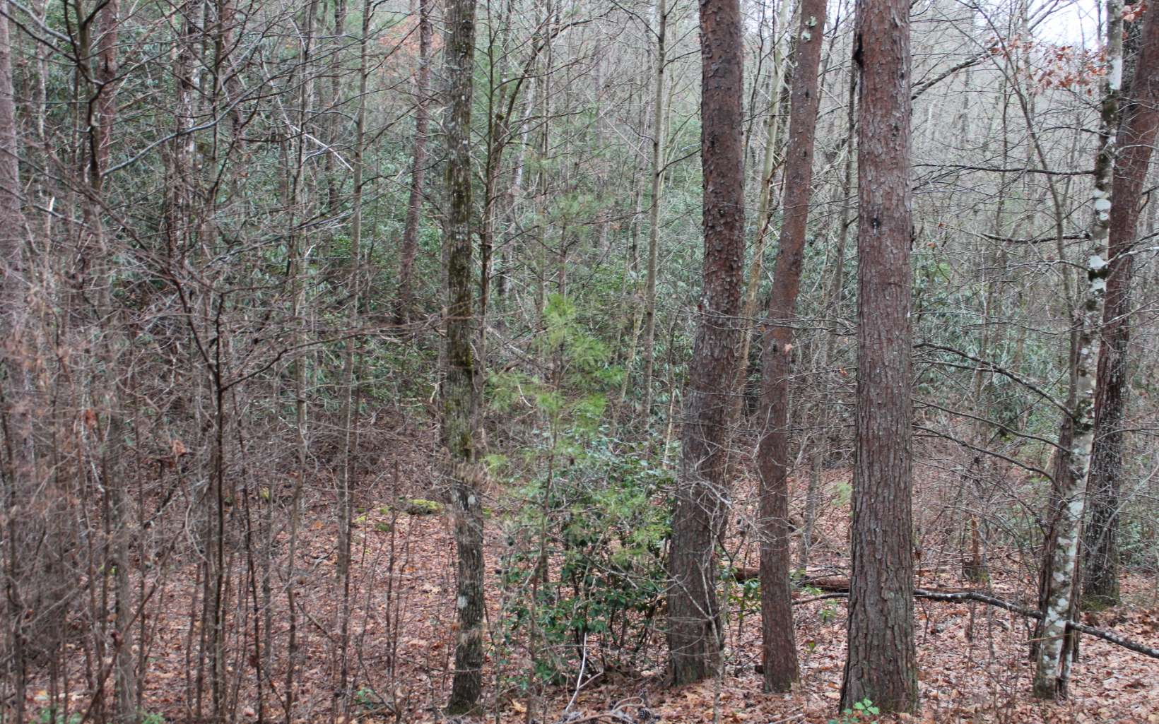 29 Coyote Cove Property Photo 1