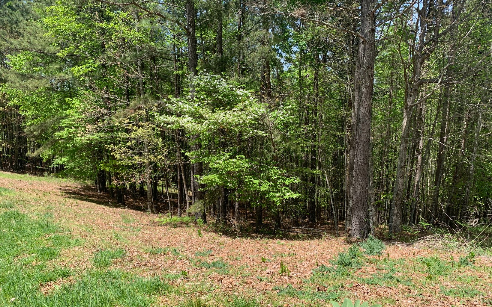 Lot 28 Loftis Mountain Property Photo 3