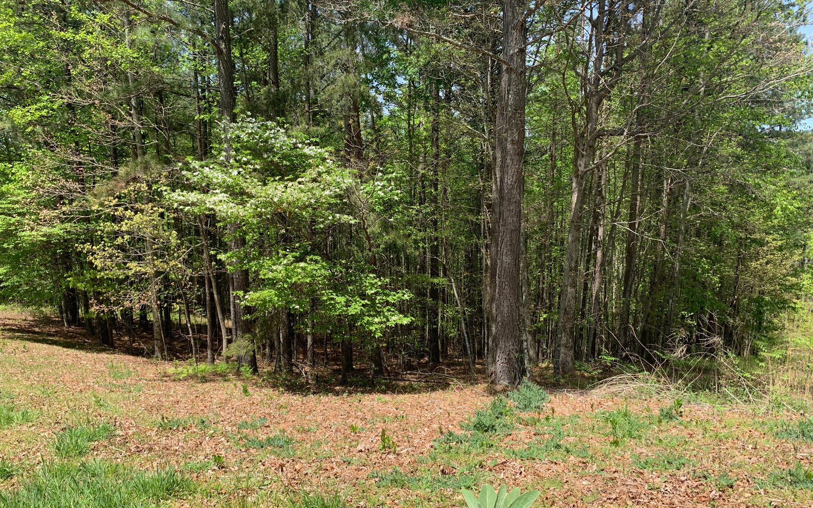 Lot 28 Loftis Mountain Property Photo 5