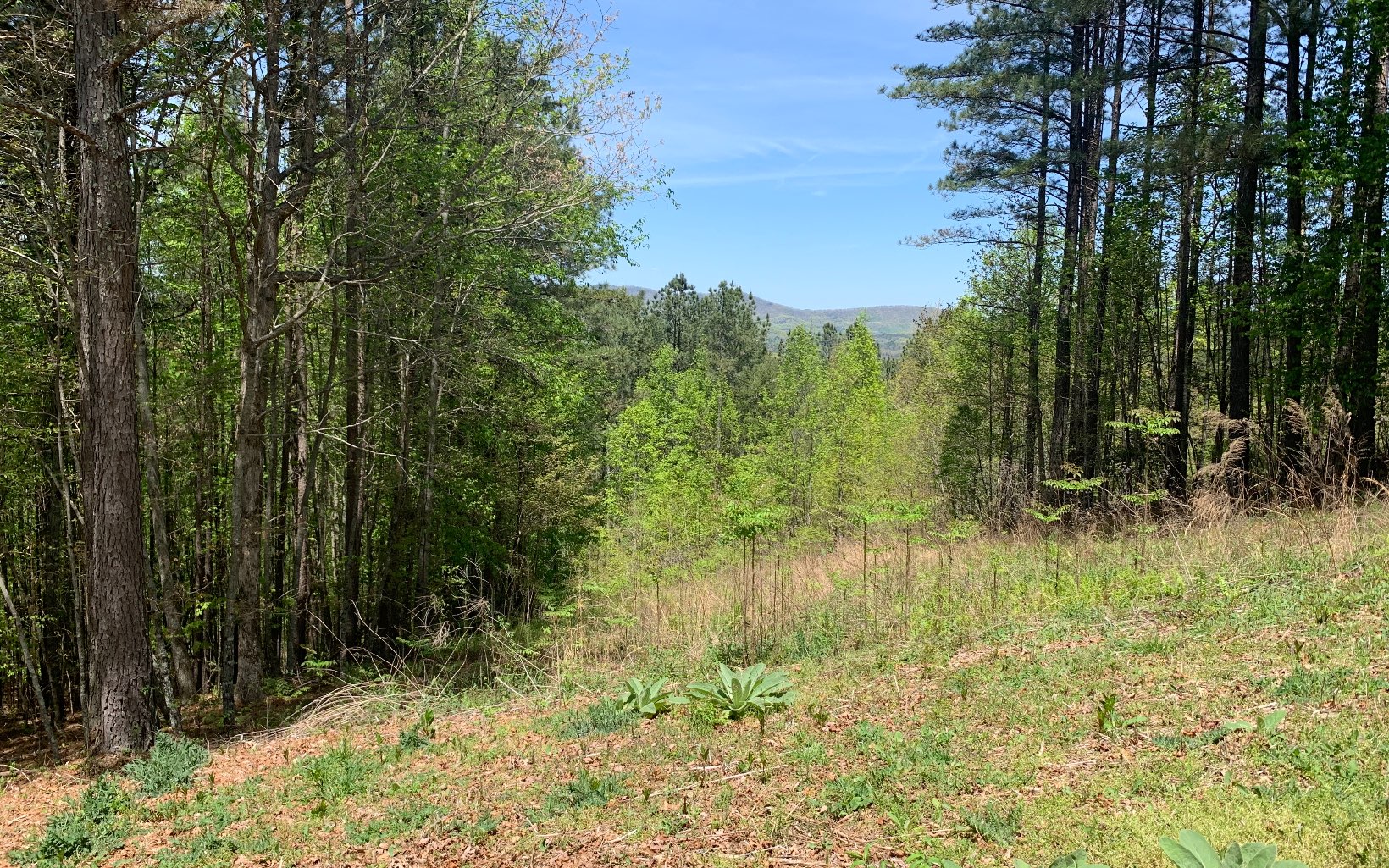 Lot 28 Loftis Mountain Property Photo 7