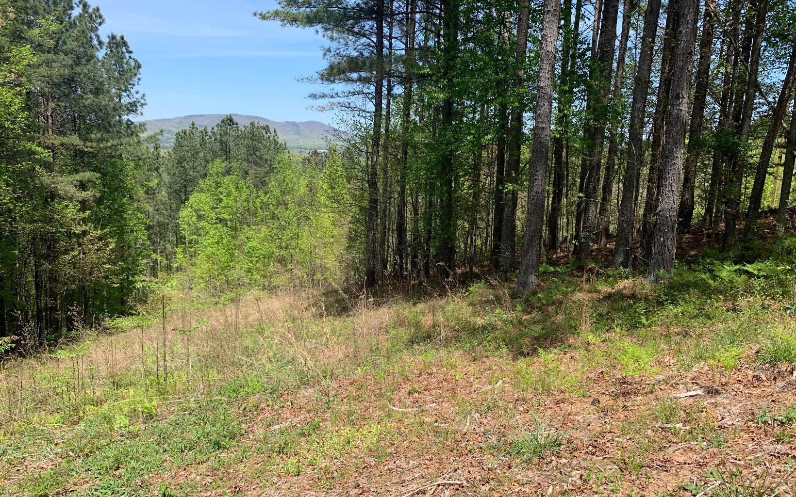 Lot 28 Loftis Mountain Property Photo 9