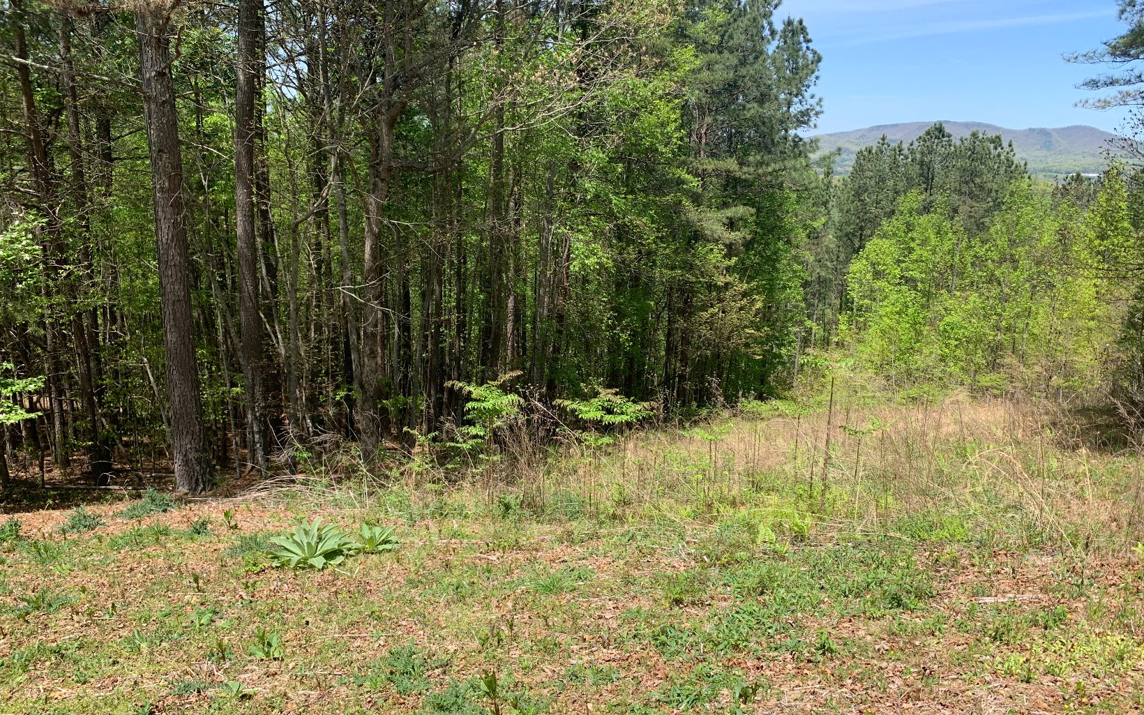 Lot 28 Loftis Mountain Property Photo 11