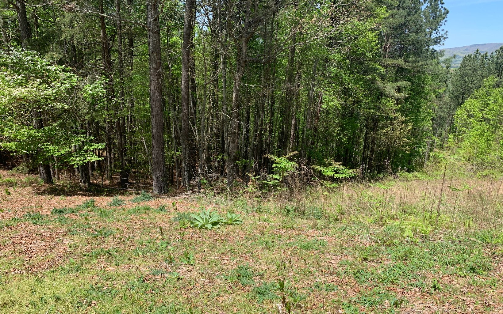 Lot 28 Loftis Mountain Property Photo 12