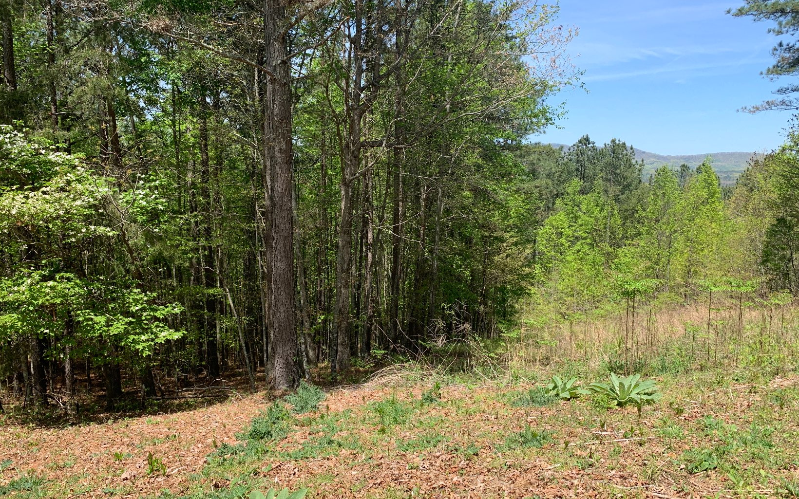 Lot 28 Loftis Mountain Property Photo 14