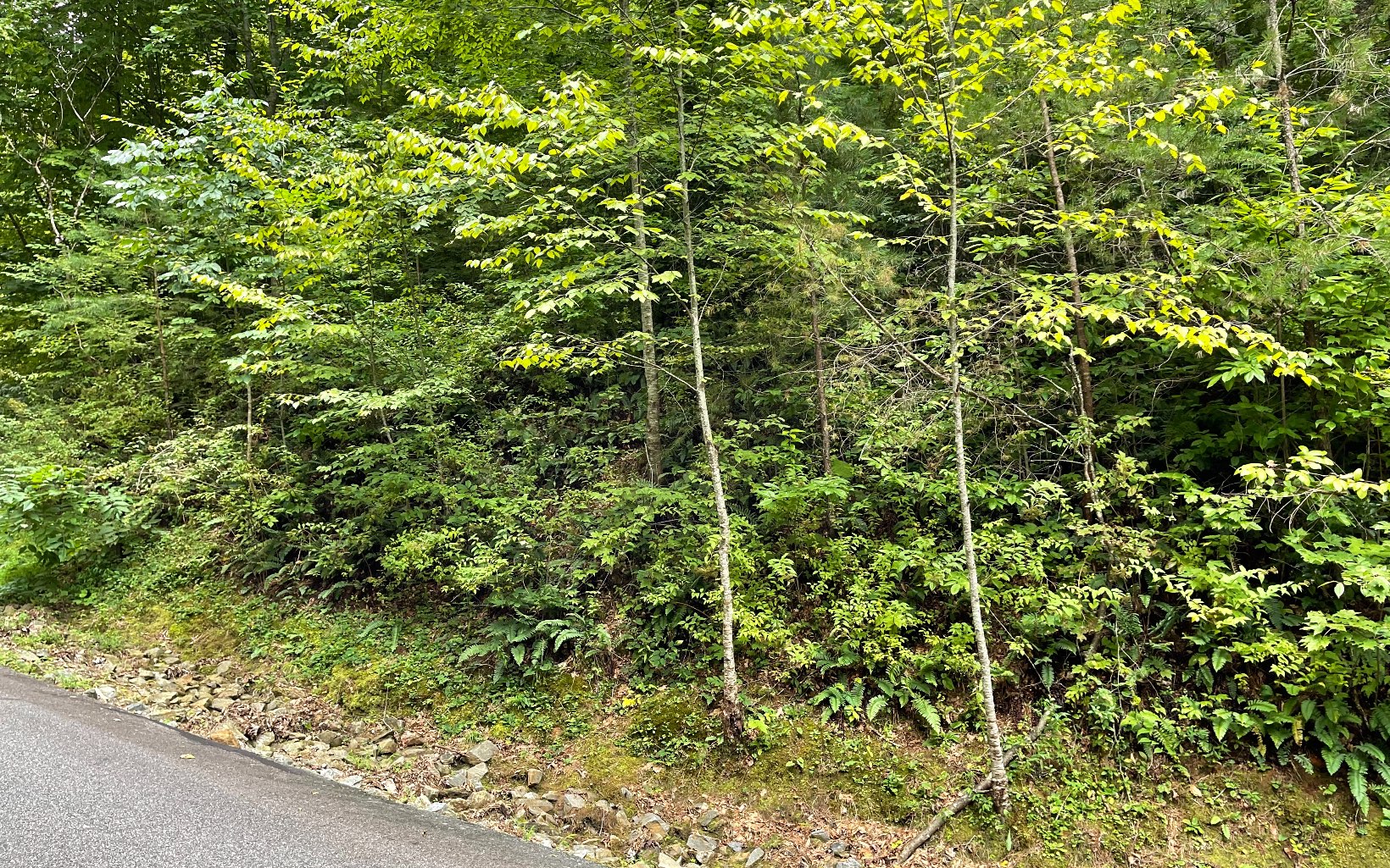 Lot 7 Bear Trail Property Photo 4