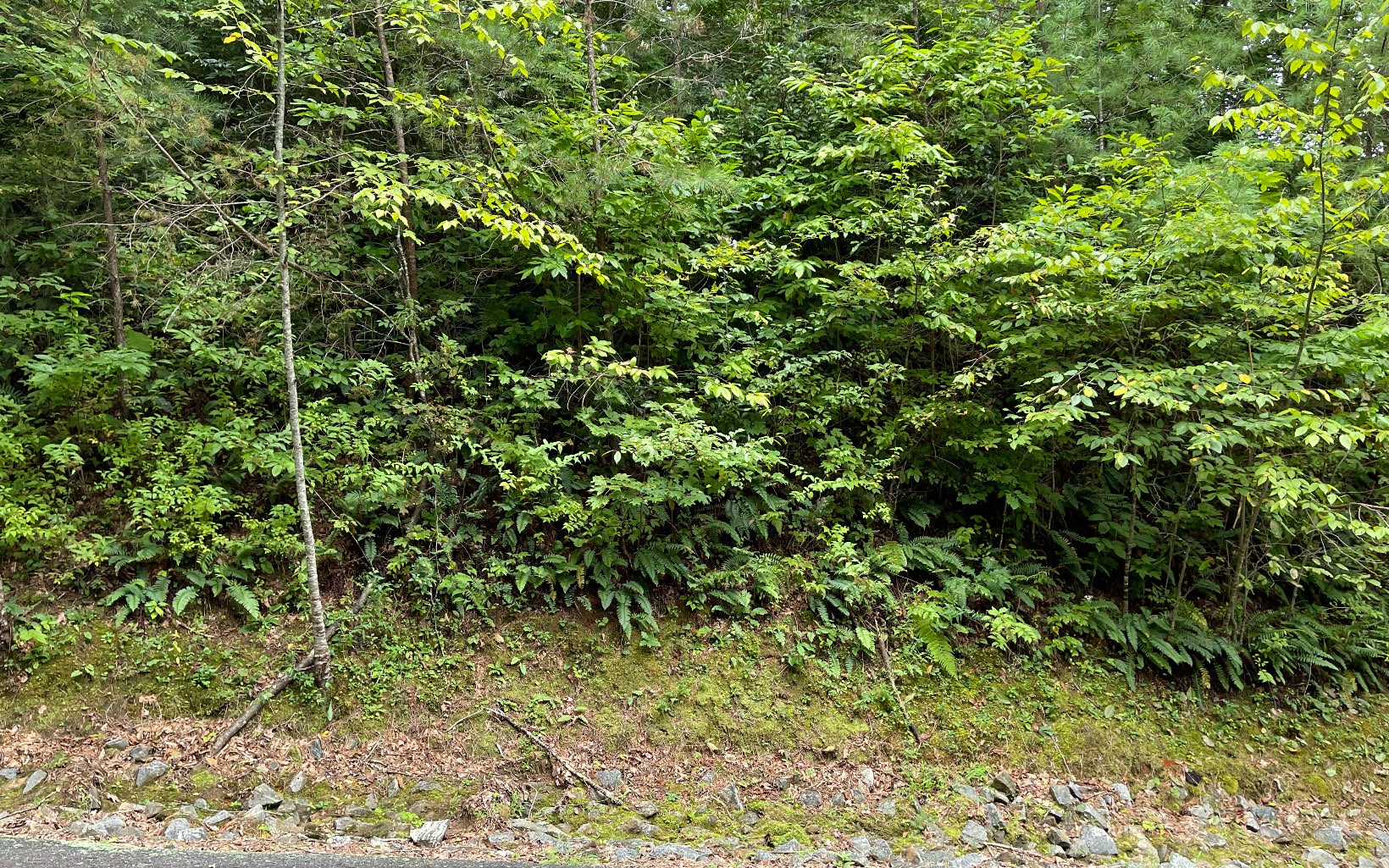 Lot 7 Bear Trail Property Photo 5