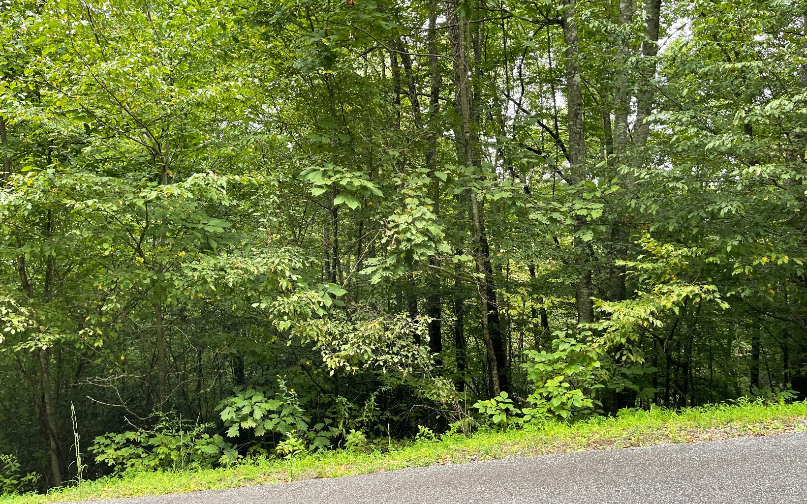 Lot 7 Bear Trail Property Photo 9