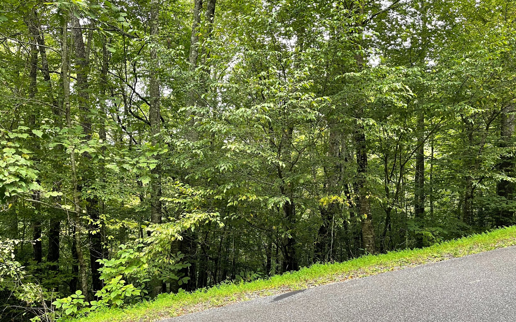 Lot 7 Bear Trail Property Photo 10