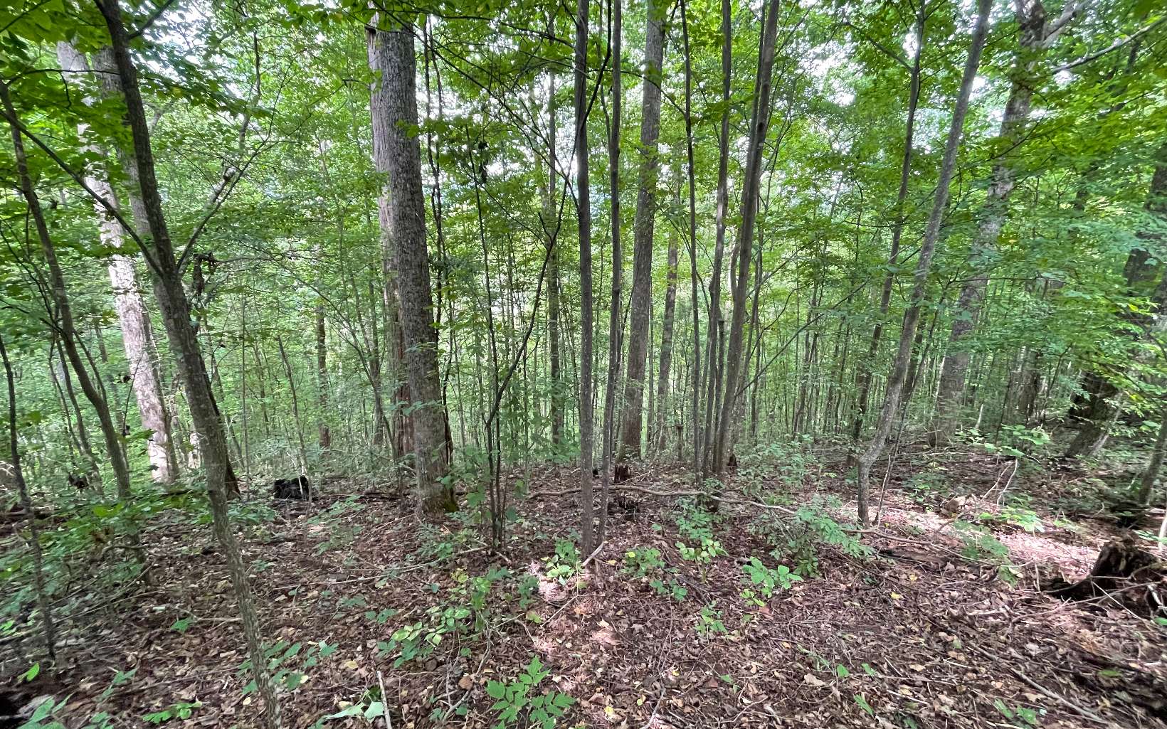 Lot 19 Bear Trail Property Photo 2