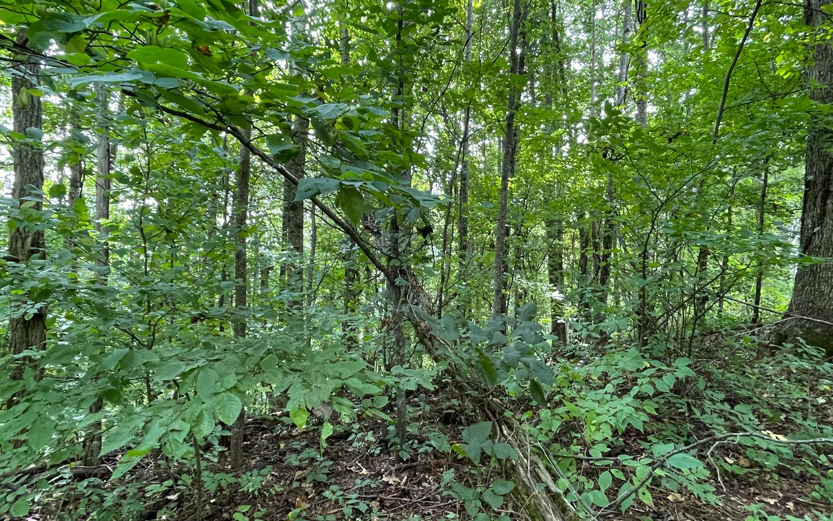 Lot 19 Bear Trail Property Photo 3