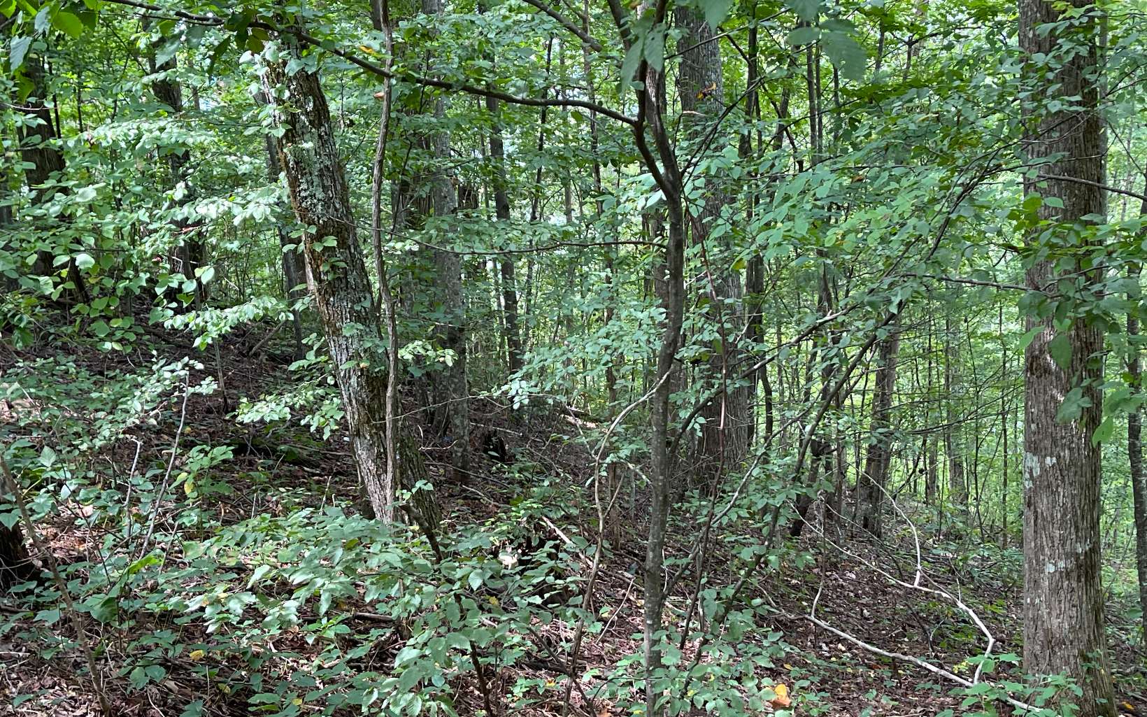 Lot 19 Bear Trail Property Photo 5