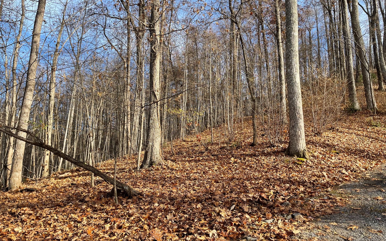 Lot 19 Bear Trail Property Photo 7