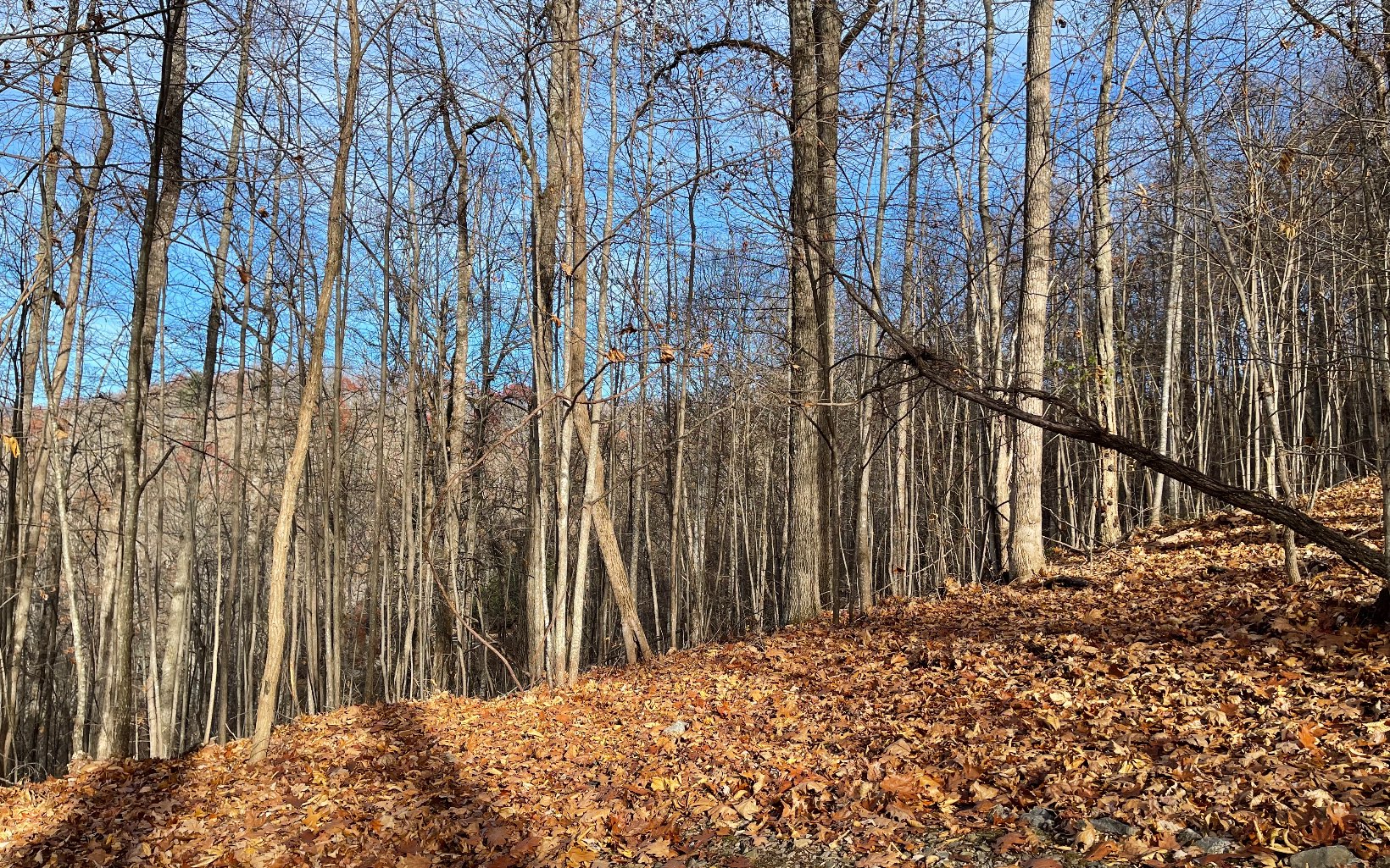 Lot 19 Bear Trail Property Photo 9