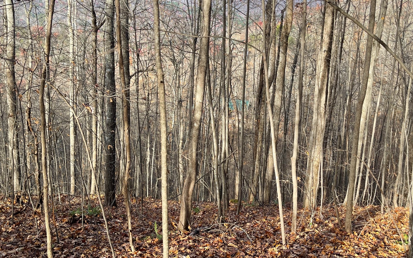 Lot 19 Bear Trail Property Photo 14