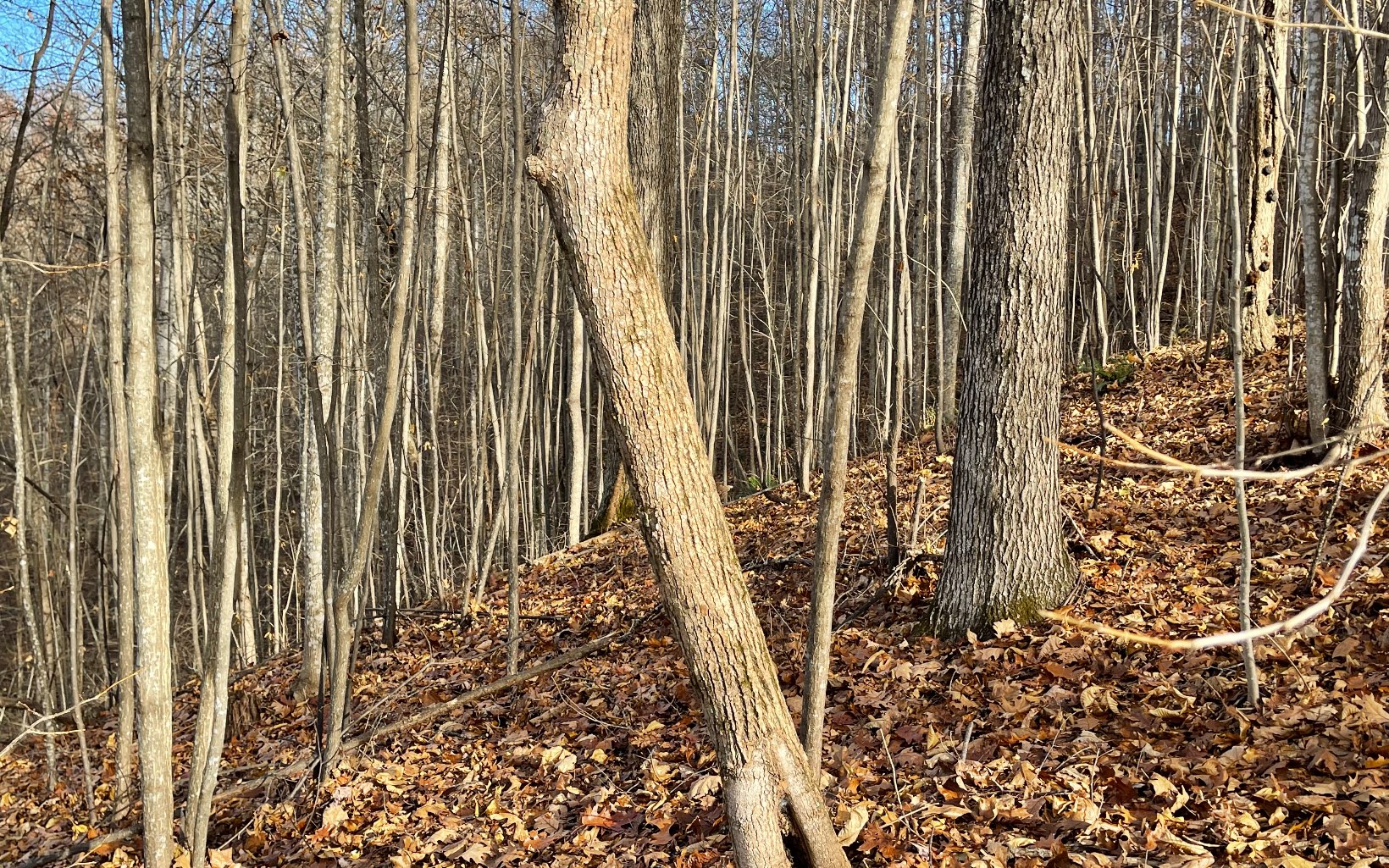 Lot 19 Bear Trail Property Photo 15