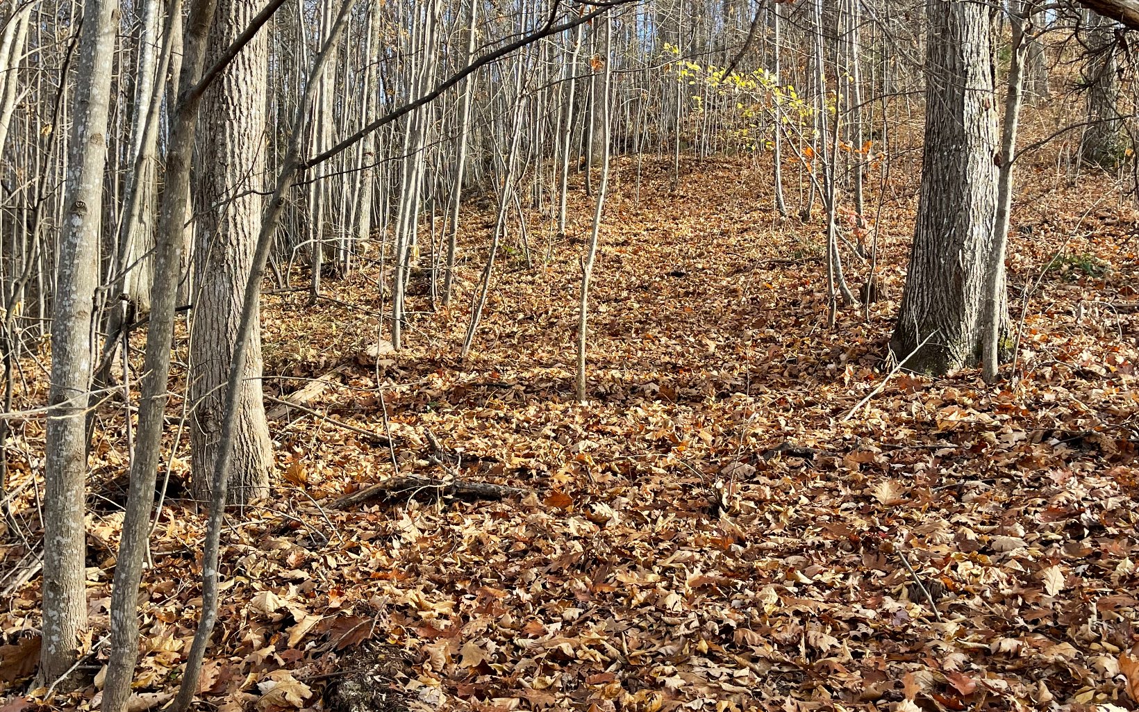 Lot 19 Bear Trail Property Photo 16