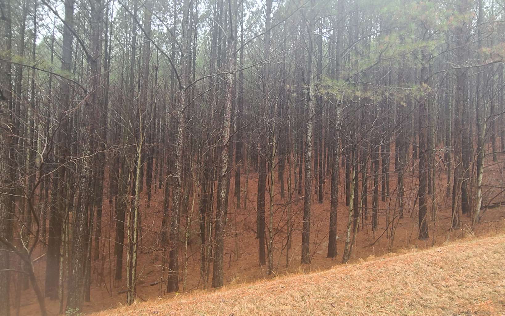 24 Ridge Top Drive Property Photo 3