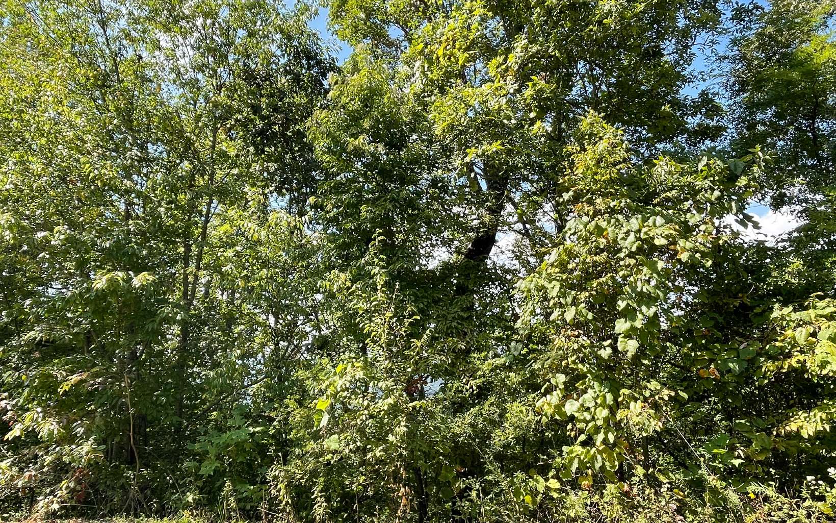 Lot 14 Mountain Harbour Drive Property Photo 31