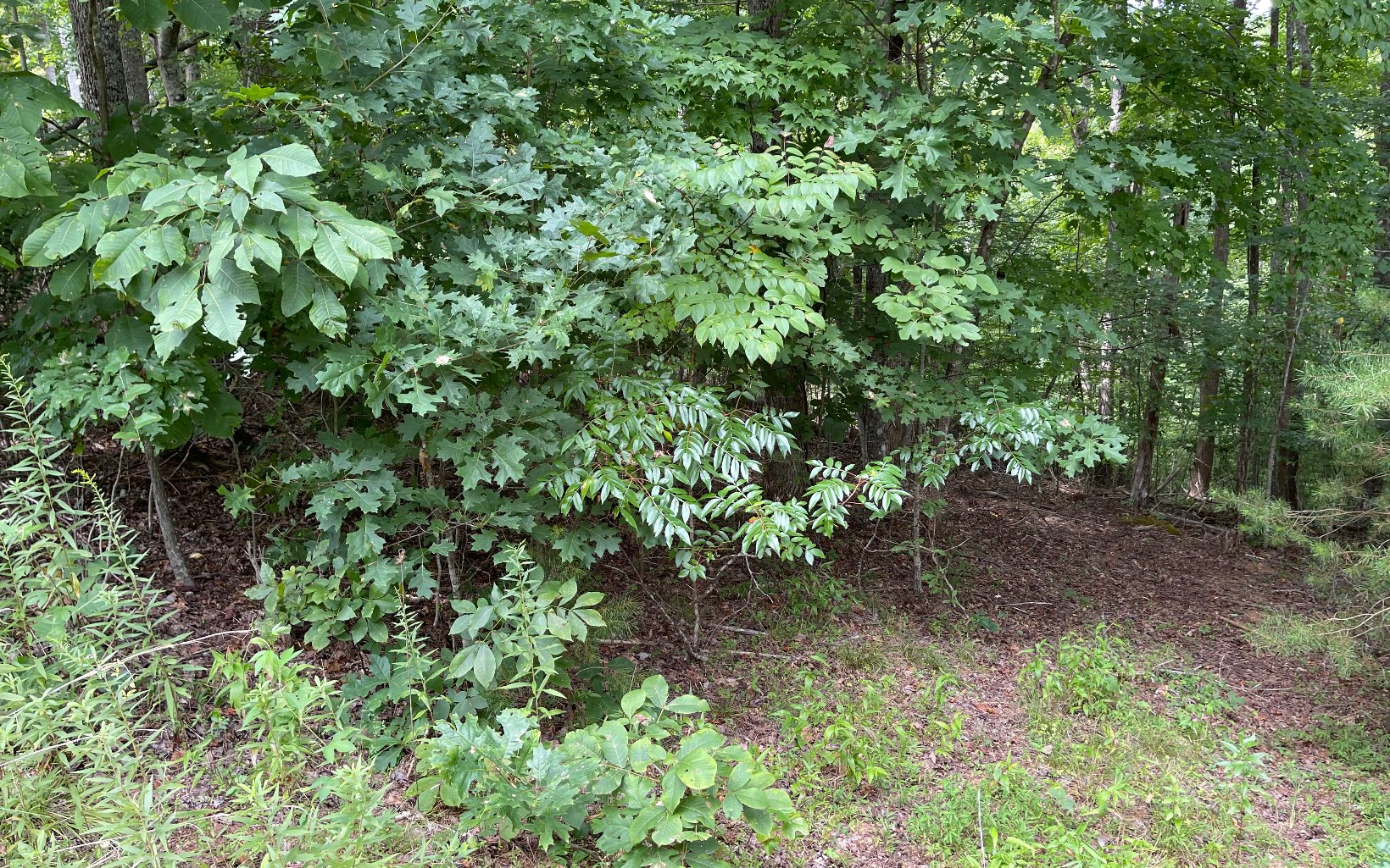 Lot 3 Morgan Creek Property Photo 7
