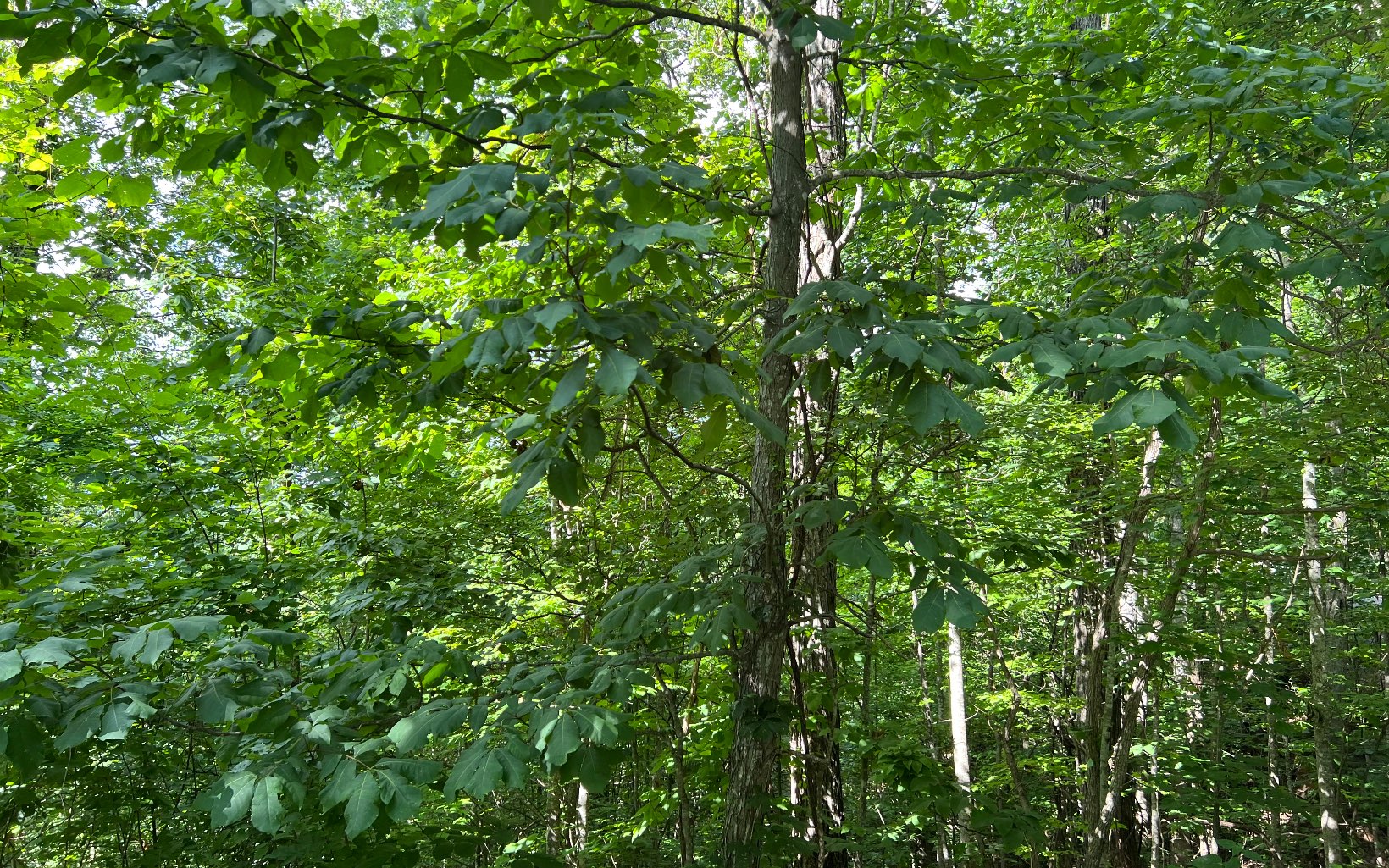 Lot 73 Eagles View Property Photo 5