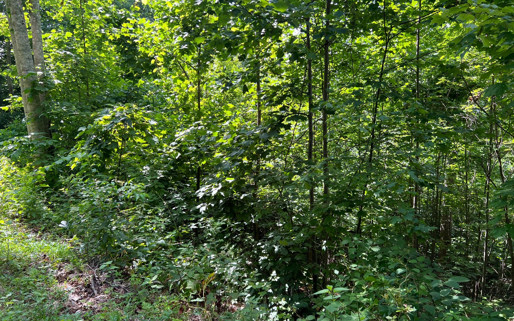 Lot 73 Eagles View Property Photo 8