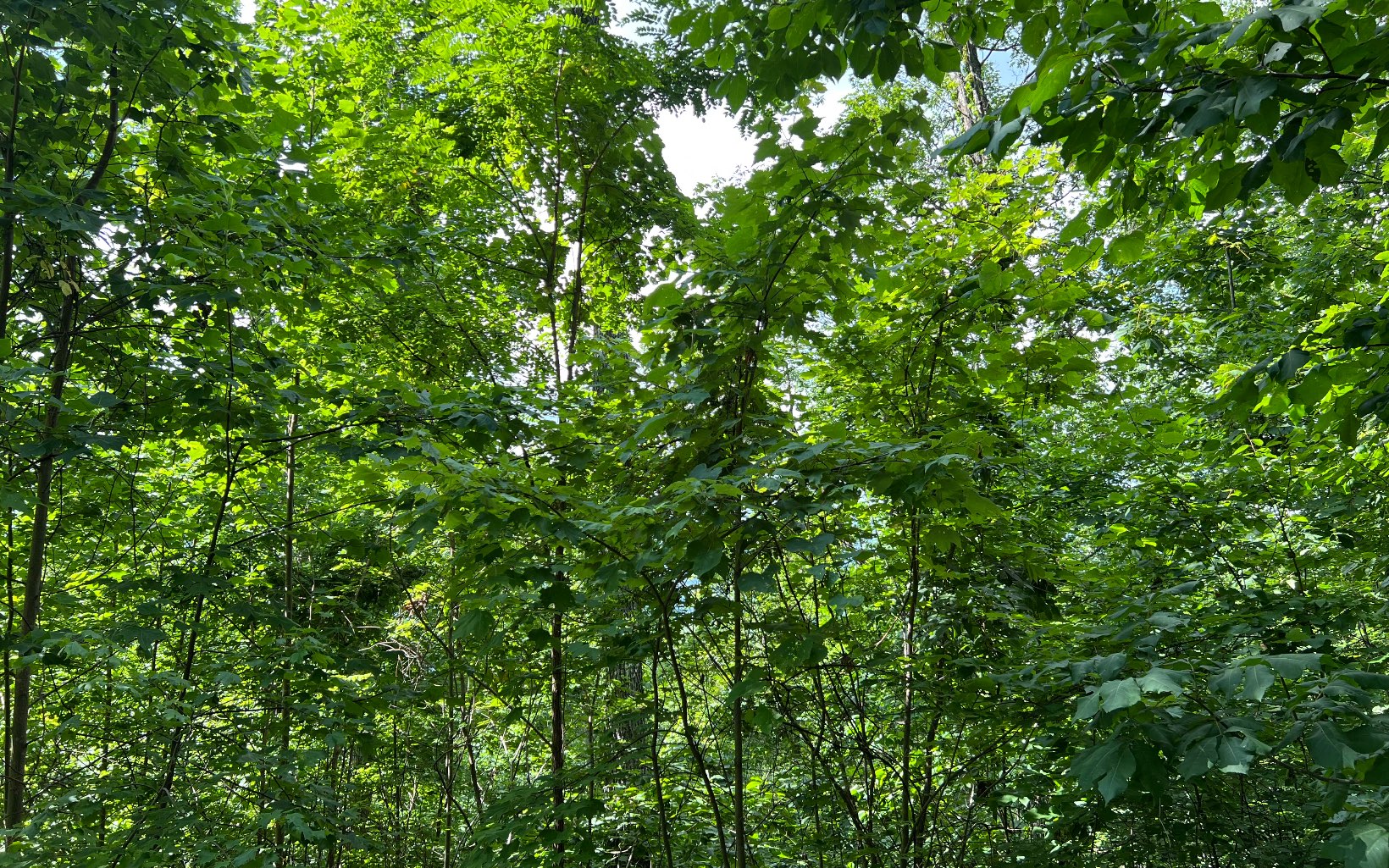 Lot 73 Eagles View Property Photo 9