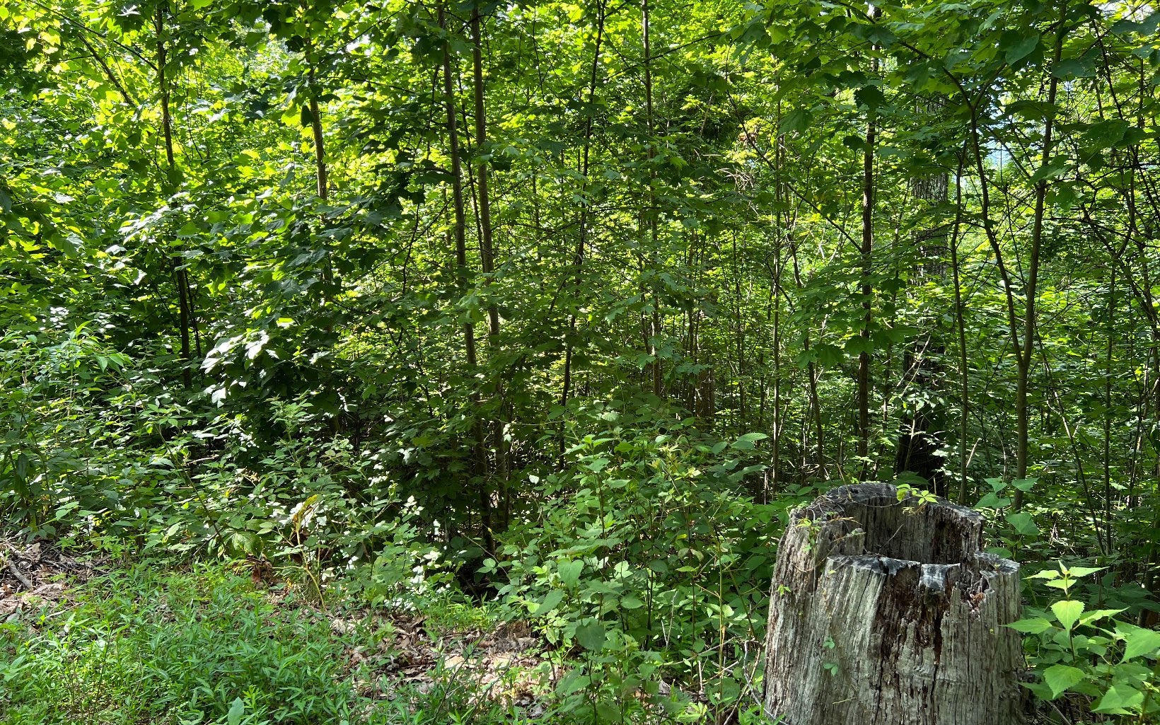 Lot 73 Eagles View Property Photo 11