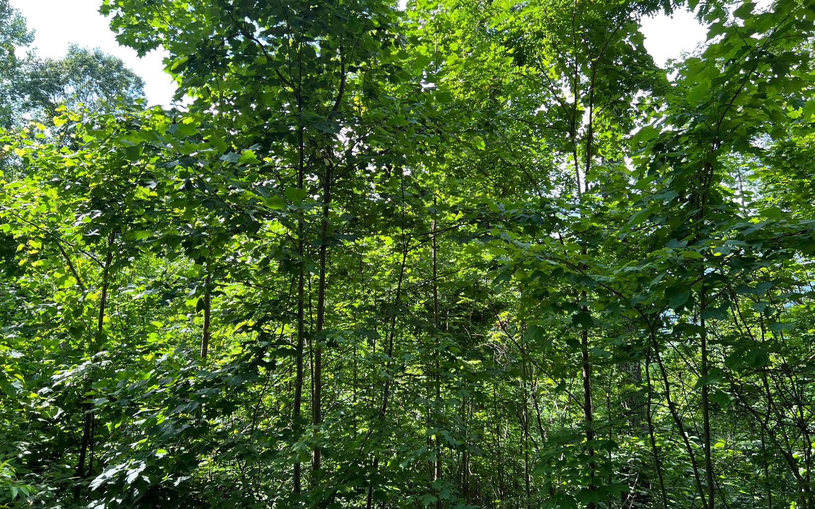 Lot 73 Eagles View Property Photo 13
