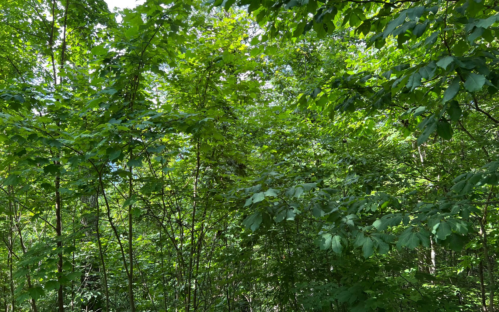 Lot 73 Eagles View Property Photo 14