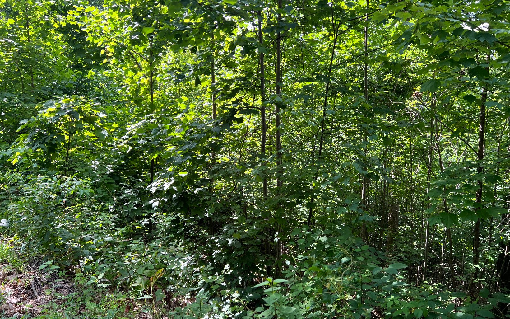 Lot 73 Eagles View Property Photo 15