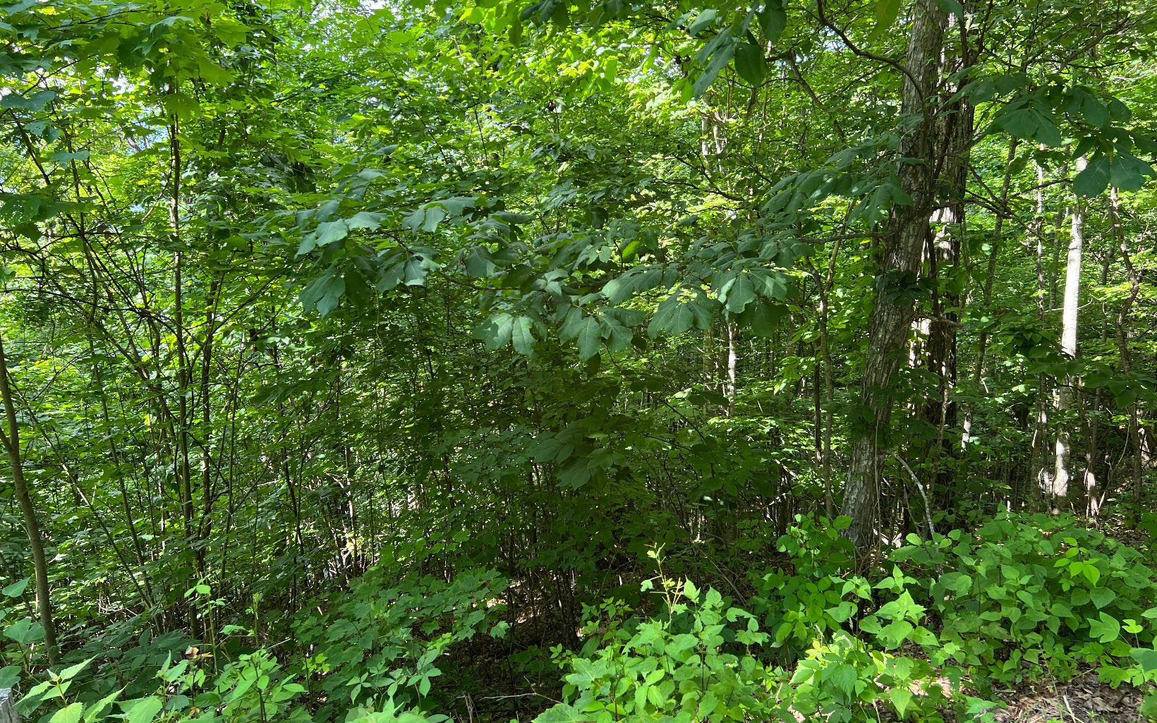 Lot 73 Eagles View Property Photo 16