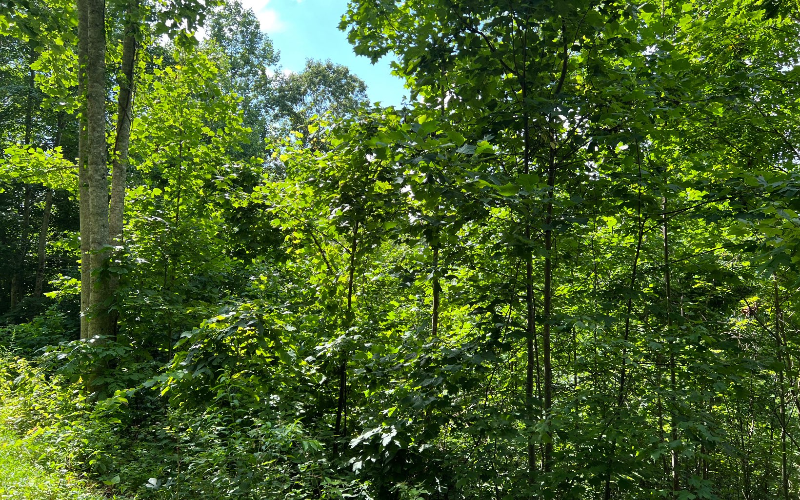 Lot 73 Eagles View Property Photo 17