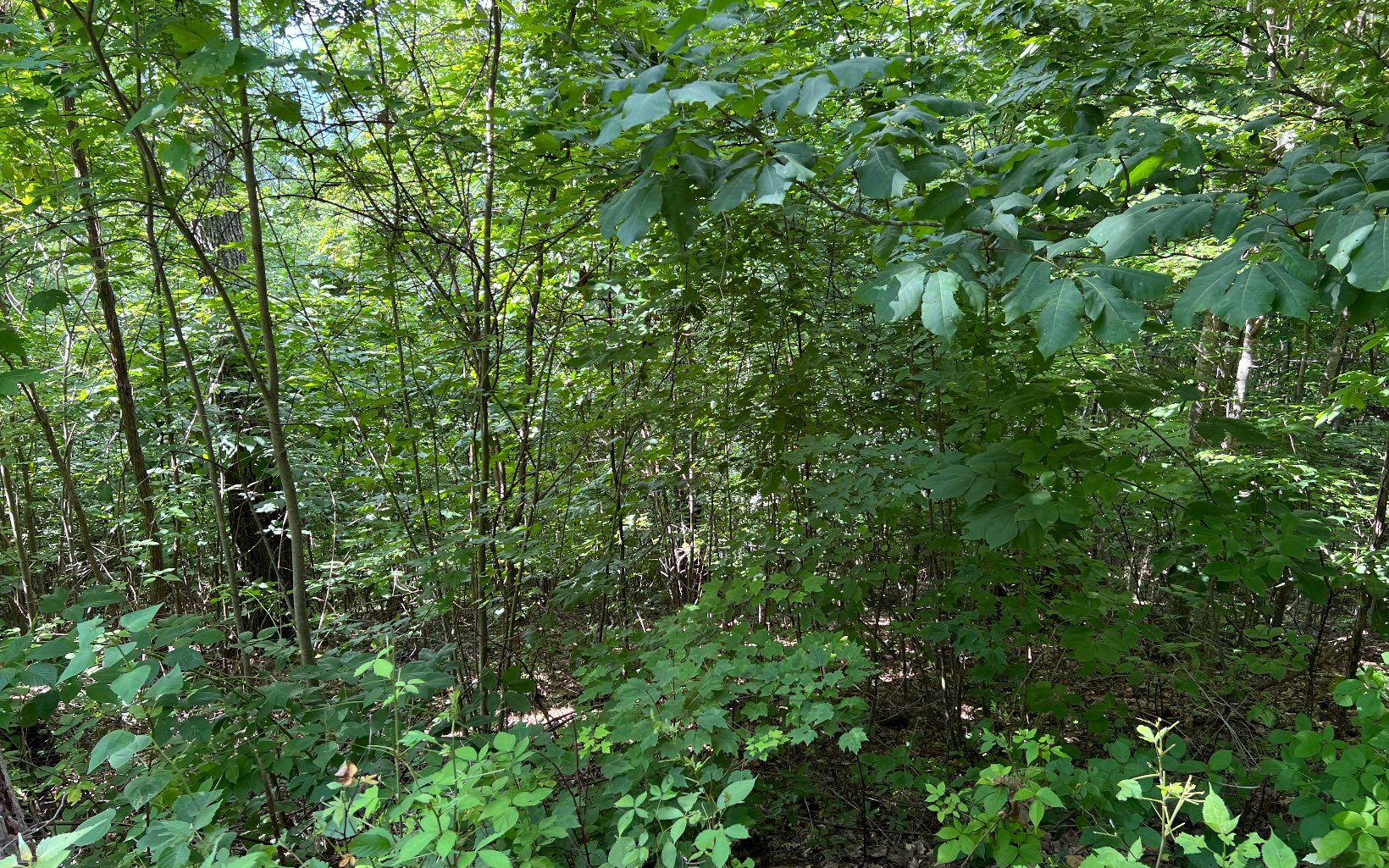 Lot 73 Eagles View Property Photo 18