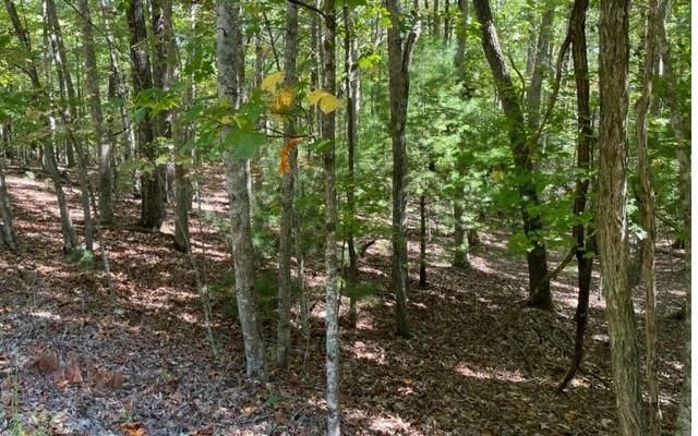 8 Ac Payne Way Property Photo 4