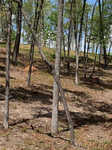 Lot #6 Lake Top Property Photo 4