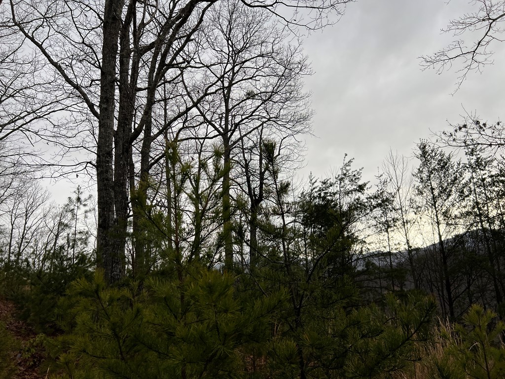 Lot 137 Shiloh Property Photo 14