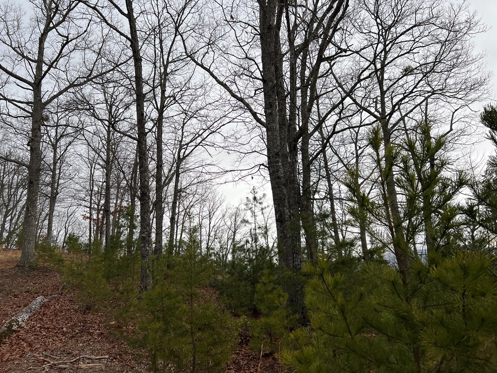 Lot 137 Shiloh Property Photo 15