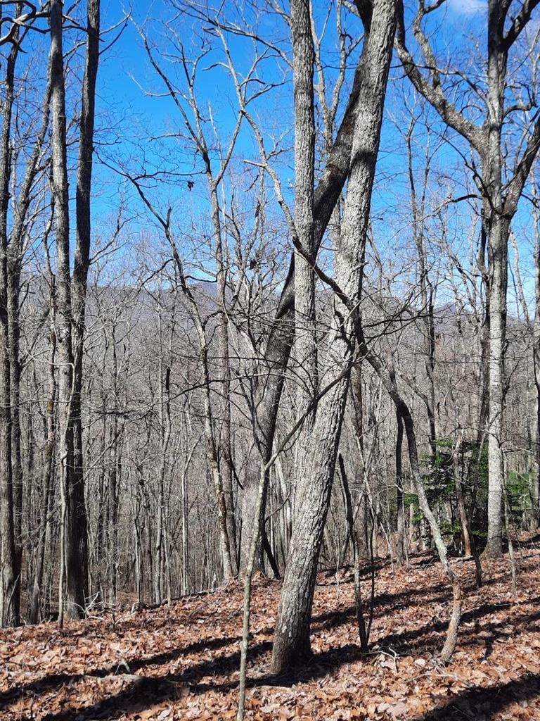 Lot # 7 Quail Run Ridge Property Photo 5