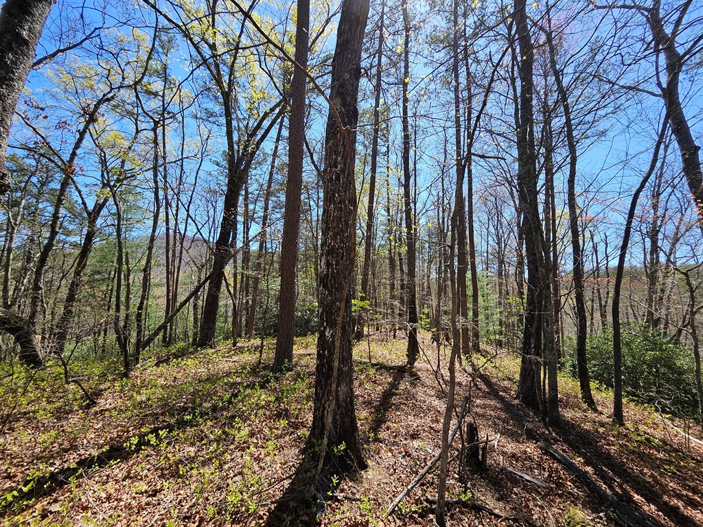 5.2 Deer Crest Road Property Photo 6