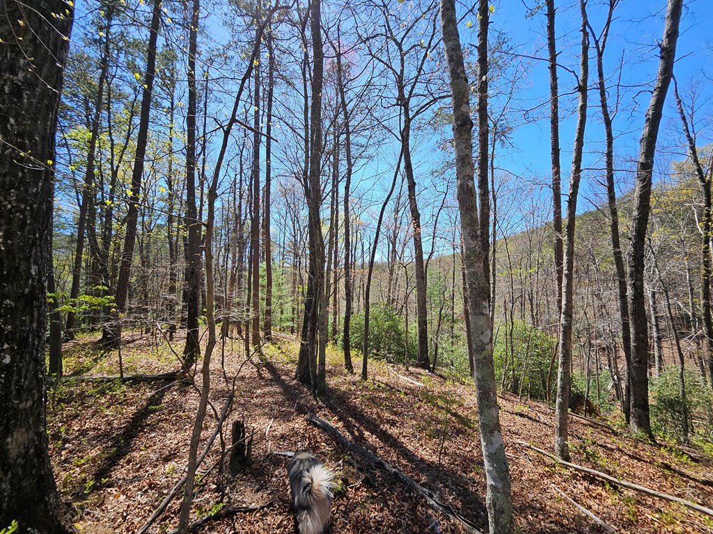 5.2 Deer Crest Road Property Photo 8