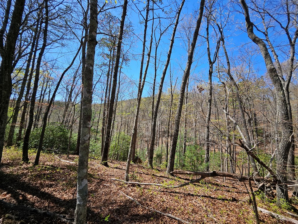 5.2 Deer Crest Road Property Photo 9