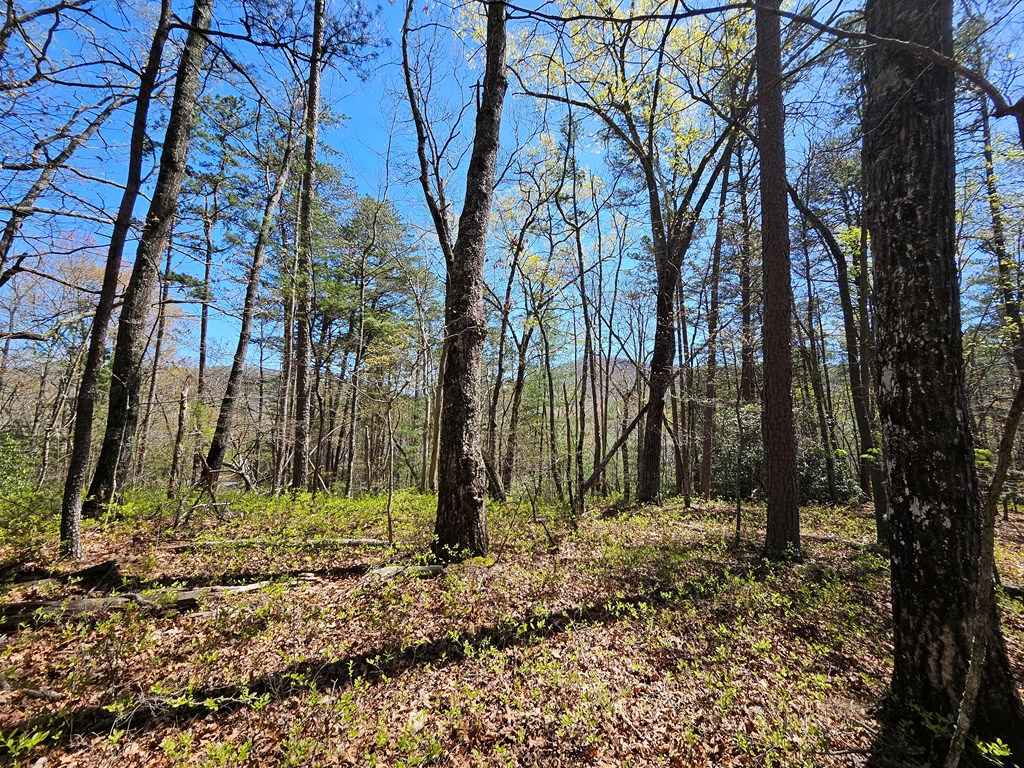 5.2 Deer Crest Road Property Photo 11