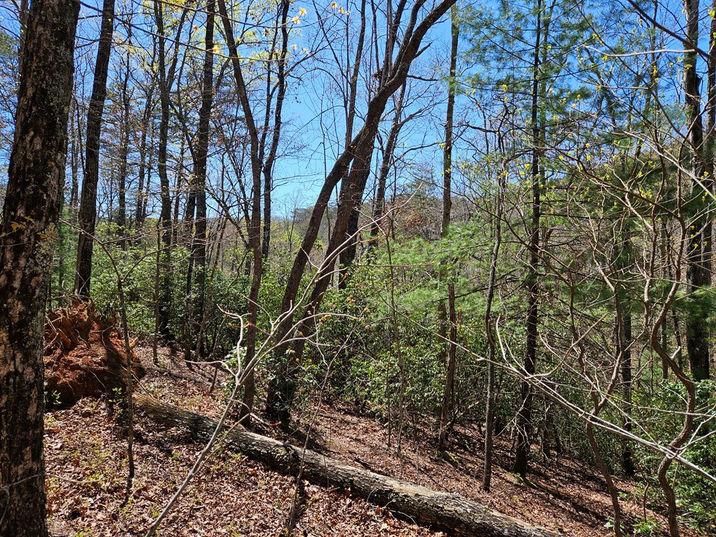 5.2 Deer Crest Road Property Photo 12