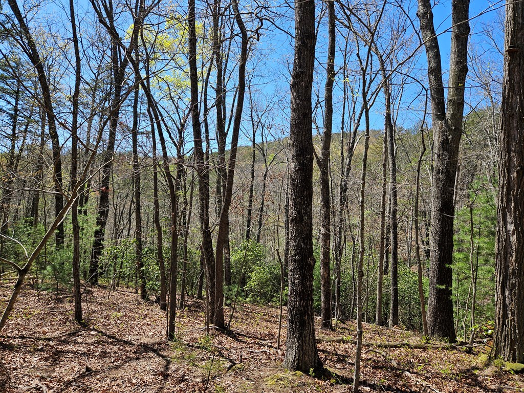 5.2 Deer Crest Road Property Photo 15