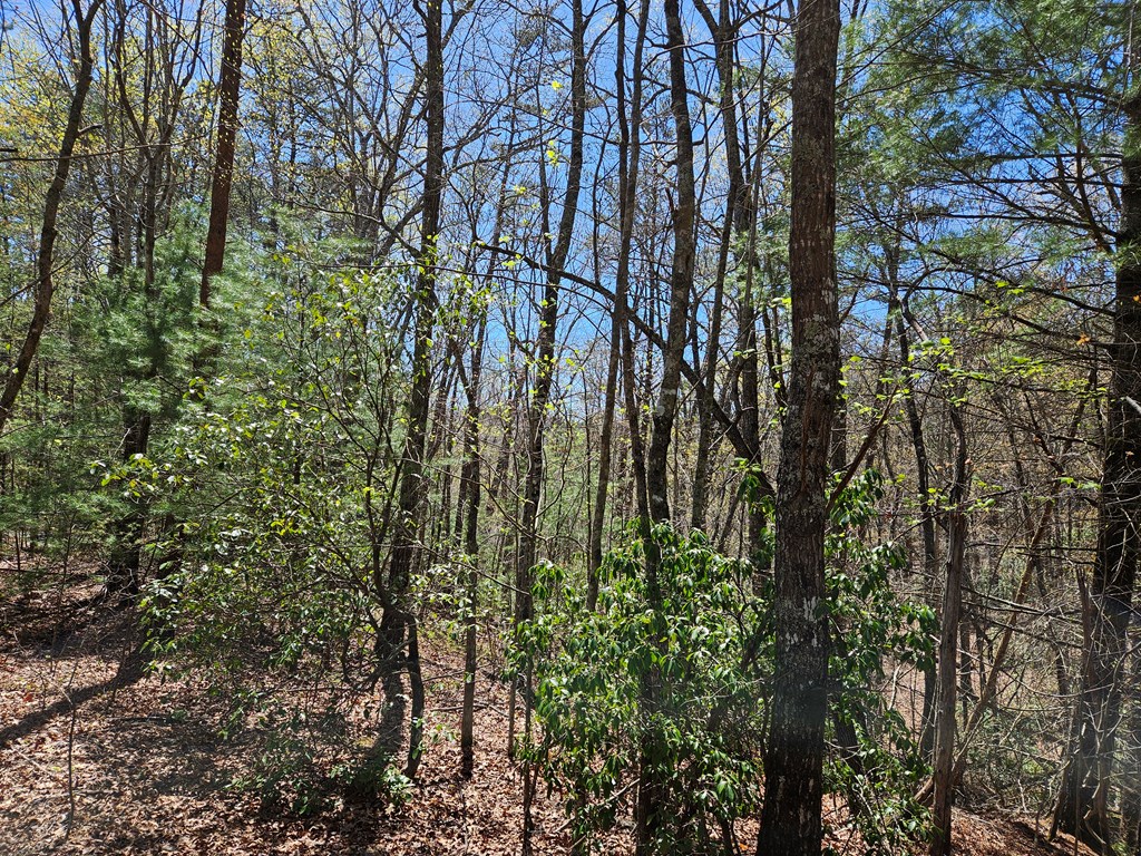 5.2 Deer Crest Road Property Photo 22